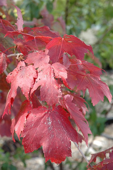 Scarlet Jewel Red Maple Acer Rubrum Bailcraig In