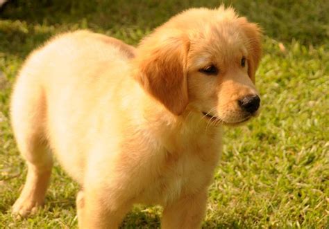 This is a serious issue and her original owners had dealt with it as best they could; View Ad: Golden Retriever Puppy for Sale near Washington ...