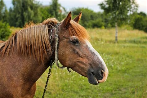 Beautiful Horse In The Garden Horse Close Up Stock Photo Image Of