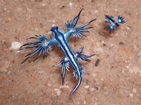Gary Cobb Glaucus Atlanticus And G Marginatus Dragon Bleu Sea
