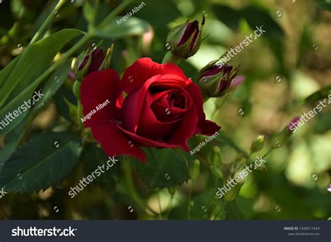 Romantic Red Rose Special Moments Stock Photo 1428517424 Shutterstock