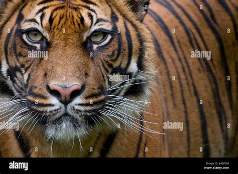 Tiger Head Hi Res Stock Photography And Images Alamy