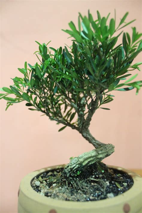 Бонсай буксус или самшит ( лат. Yanashimi Bonsai: Mini : Buxus Harlandii