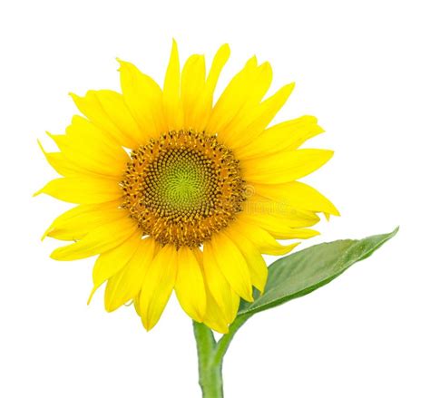 Single Isolated Sunflower Blossom Stock Image Image Of Garden Scenic