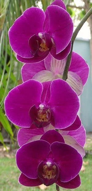 Deep Pink Orchids 43 Gorgeous Orchids That Show Their Diversity
