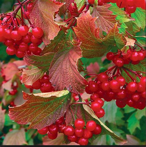 Compact american cranberrybush, viburnum trilobum 'alfredo', is a deciduous shrub with bright green foliage. Viburnum | Edible wild plants, Highbush cranberry, Viburnum
