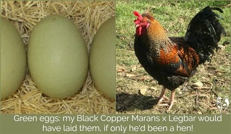 5 chicken breeds that lay beautifully colored eggs rencana