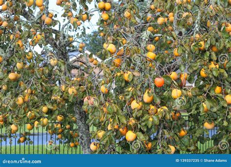 Persimmons On A Tree Stock Image Image Of Plant Louisiana 139337235