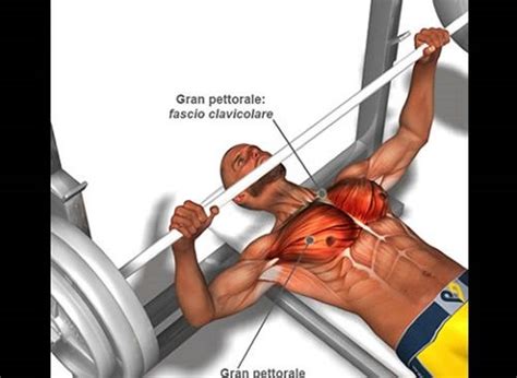 Allenamento pettorali a casa 1. Gli esercizi specifici per aumentare i muscoli pettorali ...
