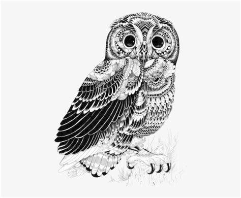 Download Owl Illustration Ink Illustrations Art Drawings Owl Pen