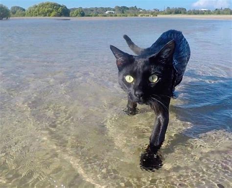 These Cats Just Cant Get Enough Water Playtime