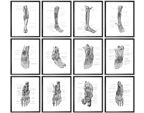 12 Foot Anatomy Poster Human Limb Physiology Podiatry Art Etsy