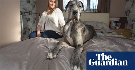 Freddy Britains Biggest Dog In Pictures Life And Style The Guardian