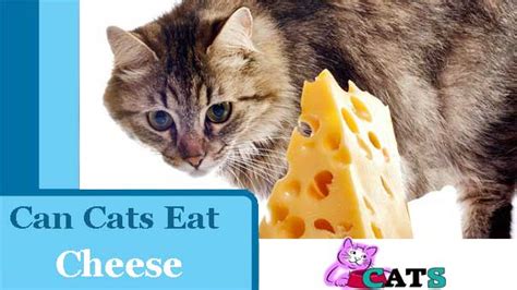 Can Cats Eat Cheese Is Cheese Good For Cats