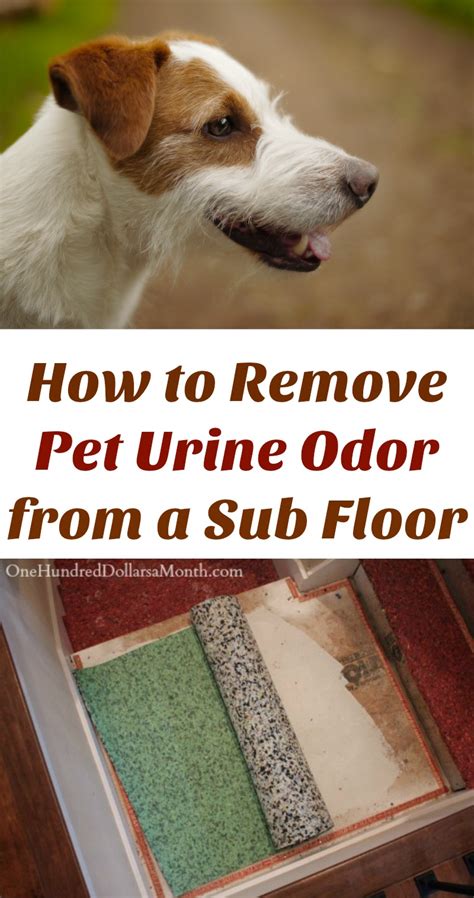 How to remove rust stains from concrete garage floors. How to Remove Pet Urine Odor from a Sub Floor - One ...