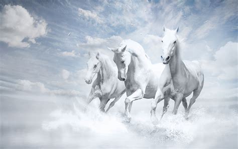 Download White Horses Wallpaper Hd By Leonardpowell White Horse