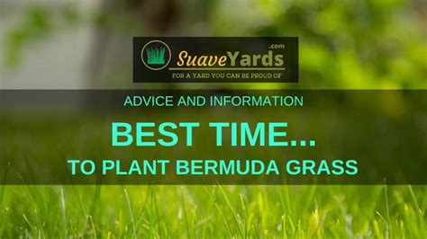 Best Time To Plant Bermuda Grass Important Things To Know