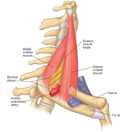 Gross anatomy there are 12 pairs of ribs which are separated by intercostal spaces. Scalenes - STEP1 Anatomy - Step 1 - Medbullets.com