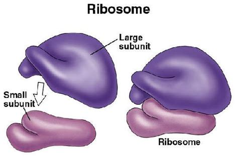 Maybe you would like to learn more about one of these? Ribosomes - Structure And Functions | A-Level Biology ...