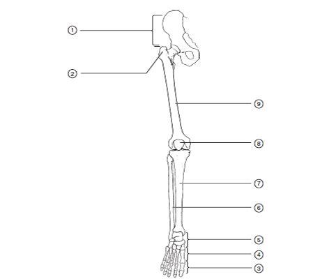 Leg bone anatomy diagram diagram of human leg human anatomy. Directions: Refer to the diagram and then write the num ...