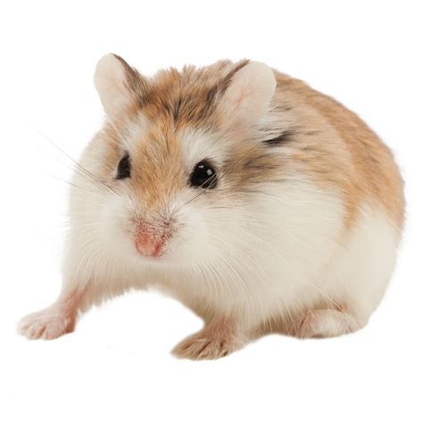 Female Roborovski Dwarf Hamster For Sale Live Small Pets Petsmart