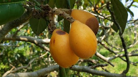 Biwa ビワ Eriobotrya Japonica Loquat In Fruits Youtube