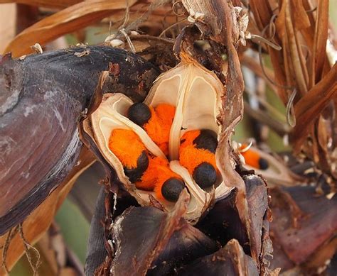 Check spelling or type a new query. Pin on Seeds & Seed Pods