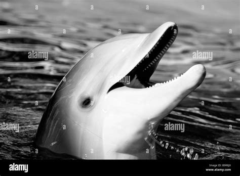 Dolphin Laughing In Pool Waterfloridausa Stock Photo Alamy