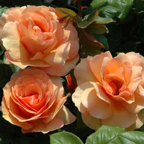 Norwich castle also has its own youtube channel! Norwich Castle | Rose, apricot, 1.2 m x 0.6 m (Amanda ...