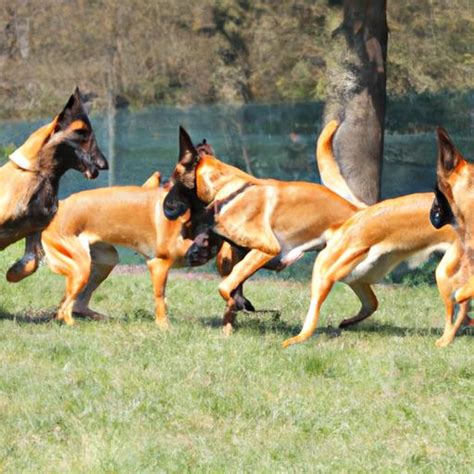 How To Say Belgian Malinois A Comprehensive Guide