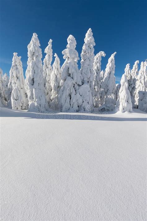 Beautiful Winter Landscape In Lapland Finland Stock Photo Image Of
