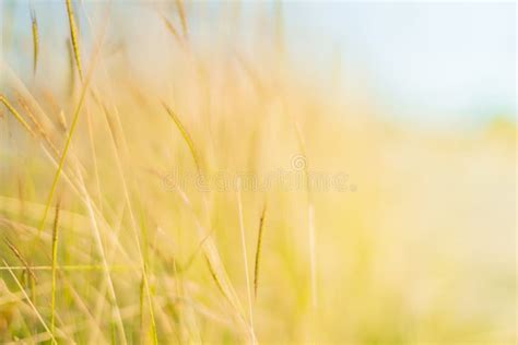 Blurred Yellow Grass Background Stock Photo Image Of Garden Summer