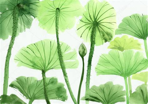 Watercolor Painting Of Green Lotus Leaves — Stock Photo © Surovtseva