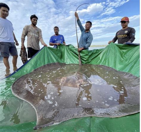 Giant Freshwater Stingray Caught In Cambodia Thedepthsbelow