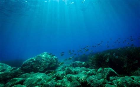 Deep Sea And Shallow Sea Ecosystems