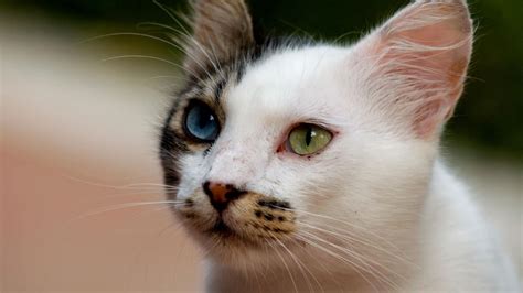10 Of The Most Unique Cat Breeds In The World The Dog People By