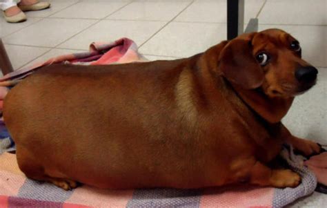 Fat Wiener Looking At You Oddly Dogs Know Your Meme