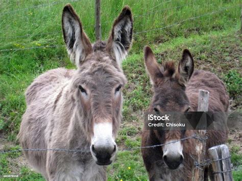 Two Donkeys Stock Photo Download Image Now Agriculture Domestic