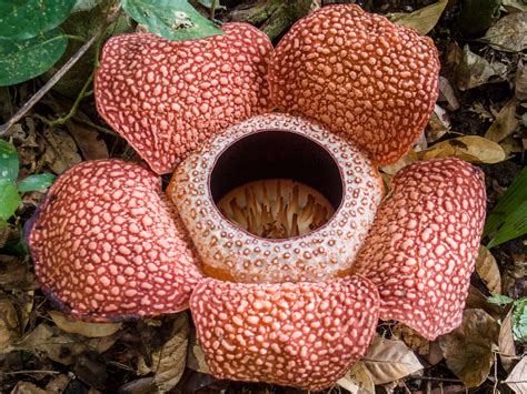 Merrimack's agreement with ipsen does not require ipsen. Rafflesia keithii | Mike Prince | Flickr