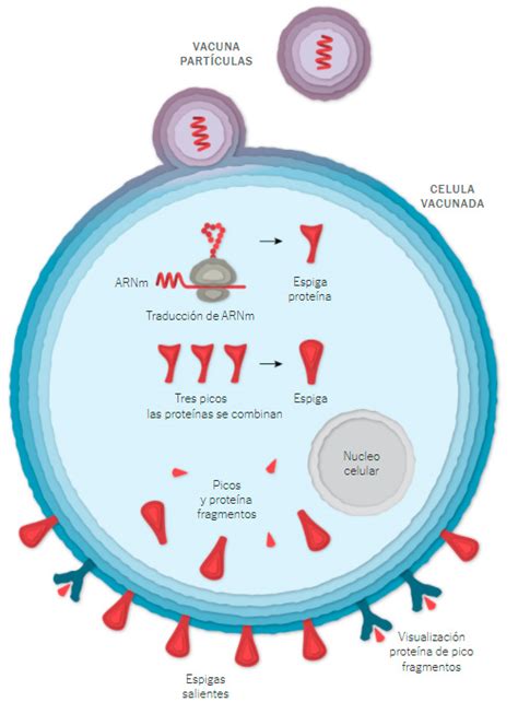 Baleares canarias cantabria castilla y la cifra de dosis entregadas de la vacuna de pfizer/biontech está calculada teniendo en cuenta cinco. VACUNA PFIZER COVID-19: UNA GUIA GRAFICA DE COMO FUNCIONA ...