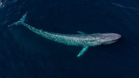 Where Do Blue Whales Live Worldatlas