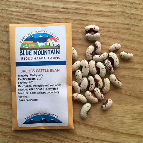 Seed Jacobs Cattle Bean