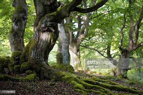 Beech Tree Bark Photos And Premium High Res Pictures Getty Images