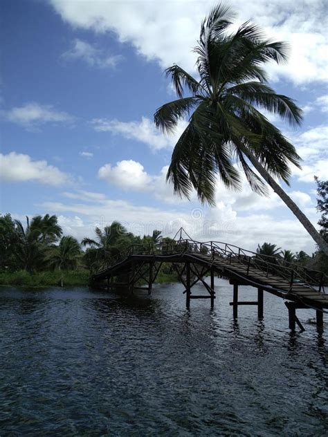 Tropical Bridge Stock Photo Image Of Nature Ocean 102890592