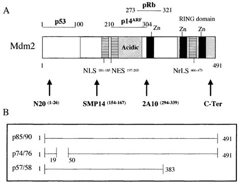 Reactivity Of Mdm2 Antibodies Onto Mdm2 Protein A Major Functional