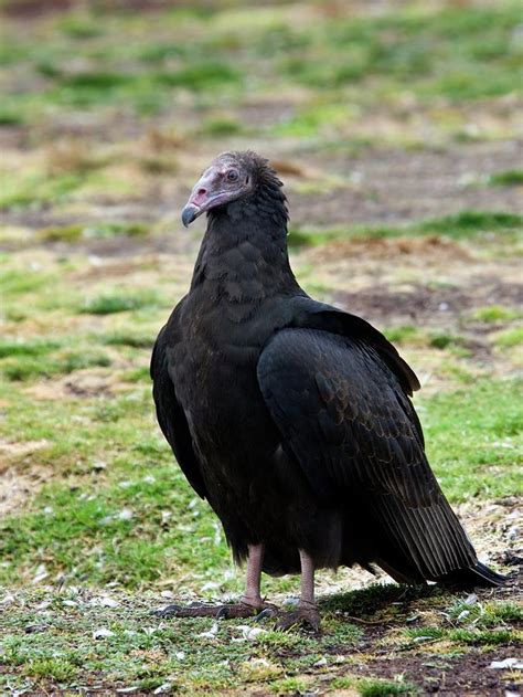 Juvenile Turkey Vulture Photograph By Steve Allenscience Photo Library