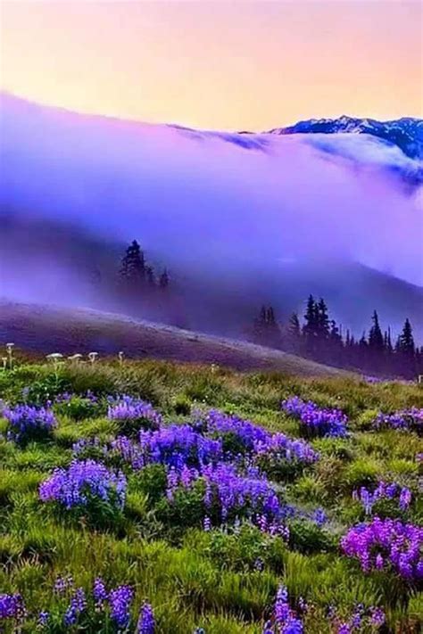 Mar 04, 2021 · to start a flower garden, begin by removing the grass and tilling the soil in the area you intend to use for your garden. Fantastic Totally Free Purple Flowers landscaping ...
