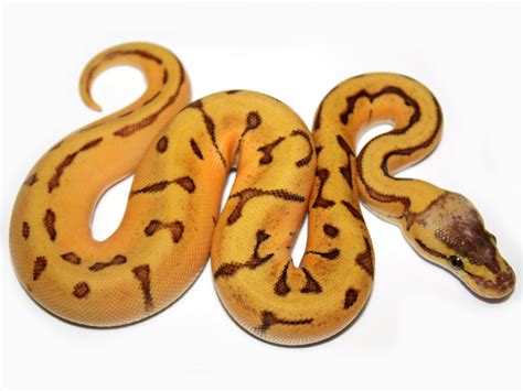 Enchi Orange Dream Lemon Blast Morph List World Of Ball Pythons