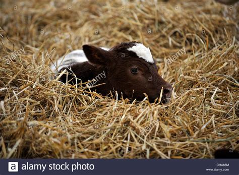 A Young Calf Lies In Straw In A Barn At The Farm In Dumfries House