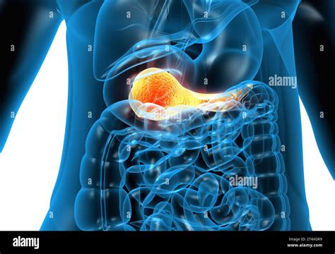Human Pancreas Anatomy 3d Illustration Stock Photo Alamy